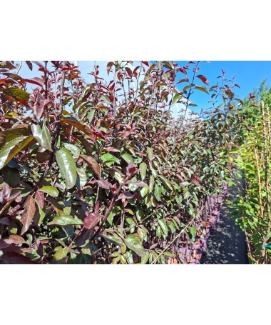 Crabapple ‘Nicoline’ C6