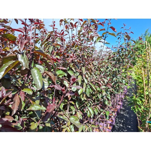 Crabapple ‘Nicoline’ C6