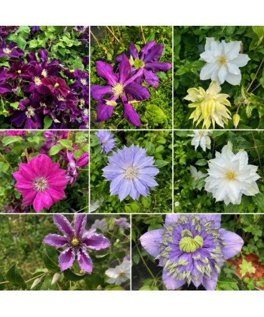 Clematis Mix P9/C1
