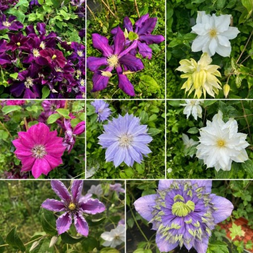 Clematis Mix P9/C1