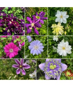 Clematis Mix C2