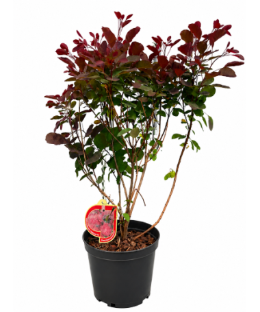 Cotinus coggygria ‘Royal Purple’ C5