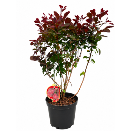 Cotinus coggygria ‘Royal Purple’ C5