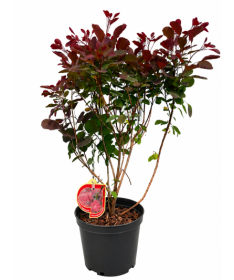 Cotinus coggygria ‘Royal Purple’ C5