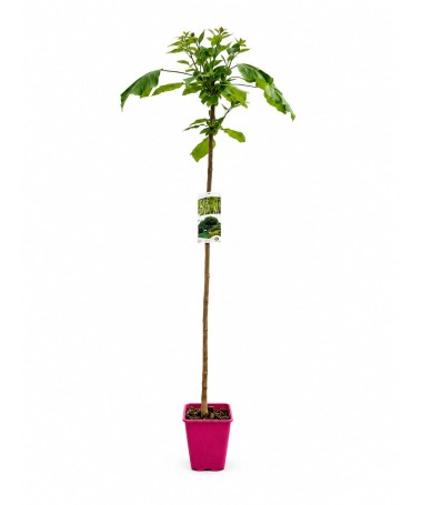 Catalpa C6 (standard tree)