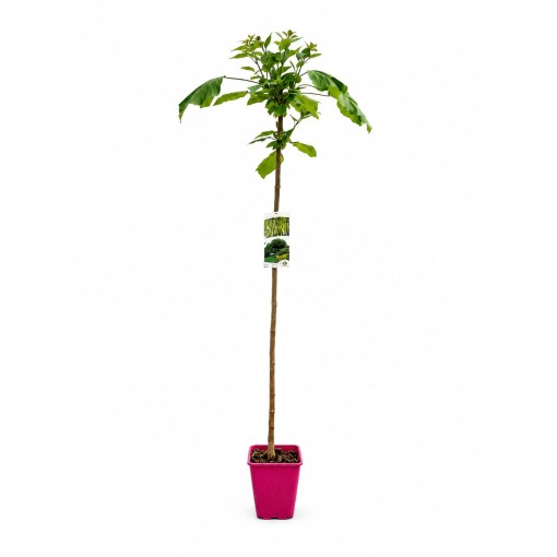 Catalpa C6 (standard tree)