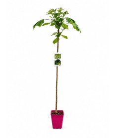 Catalpa C6 (standard tree)