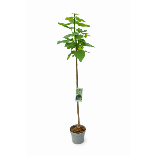 Catalpa standard form C10