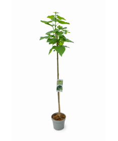 Catalpa standard form C10