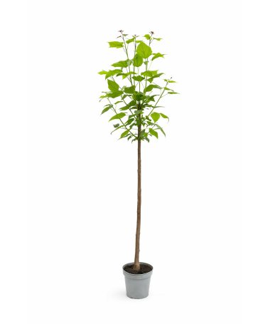 Catalpa standard form C10
