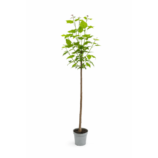 Catalpa standard form C10