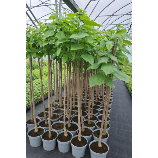 Catalpa standard form C10