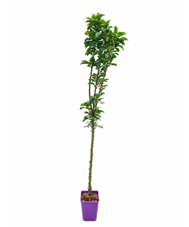 Columnar Apple Tree Green Cats C6
