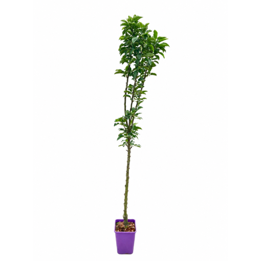 Columnar Apple Tree Green Cats C6