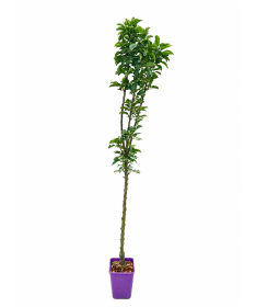 Columnar Apple Tree Green Cats C6