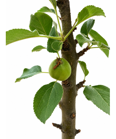 Columnar Apple Tree Green Cats C6