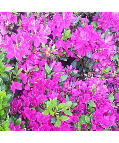 Rhododendron (Azalea) 'Geisho Purple' pot, 2L
