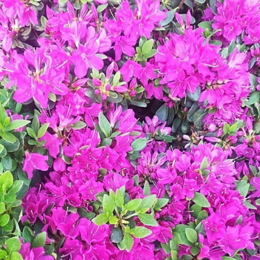 Rhododendron (Azalea) 'Geisho Purple' pot, 2L
