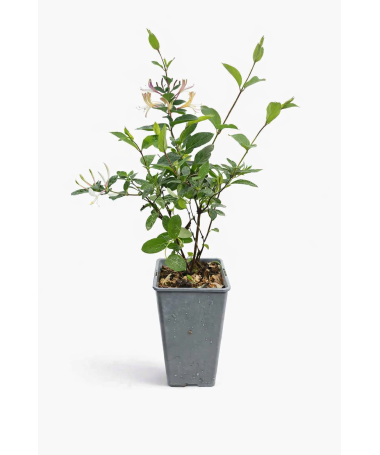 Japanese honeysuckle Lonicera japonica ‘American Beauty’ C2