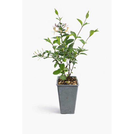 Japanese honeysuckle Lonicera japonica ‘American Beauty’ C2