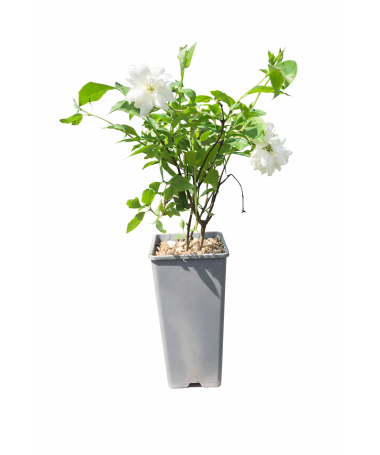 Philadelphus ‘Schneesturm’ C2