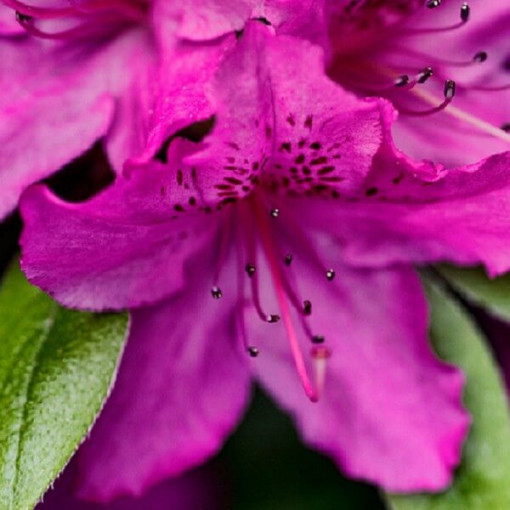 Rhododendron (Azalea) 'Koningstein' pot, 2L