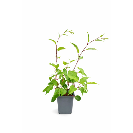Mini Kiwi Actinidia arguta ‘Hardy Red’ P9/C1