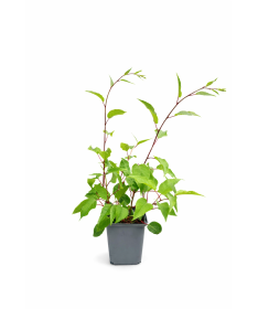 Mini Kiwi Actinidia arguta ‘Hardy Red’ P9/C1