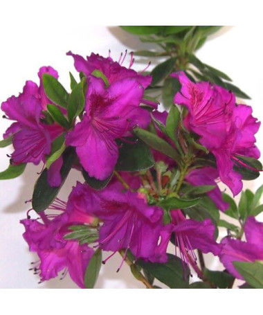 Rhododendron (Azalea) 'Koningstein' pot, 2L