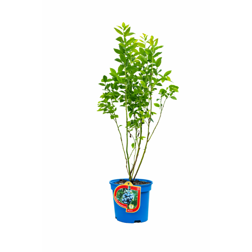 Blueberry ‘Bluetta’ 2.5L