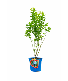Blueberry ‘Bluetta’ 2.5L