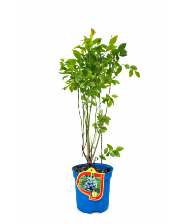 Blueberry ‘Bluetta’ 2.5L