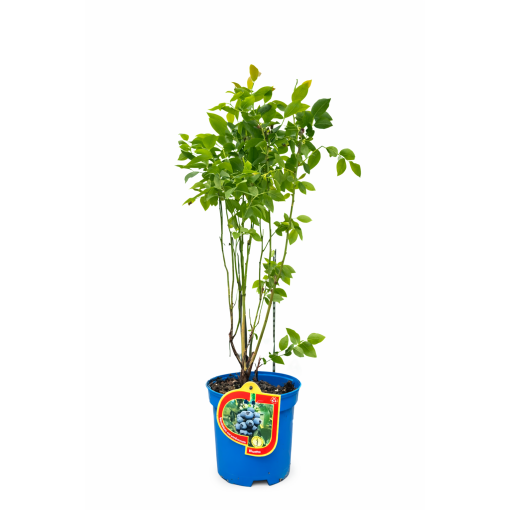 Blueberry ‘Bluetta’ 2.5L