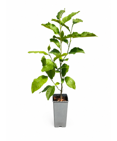 Magnolia ‘Ricki’ C2