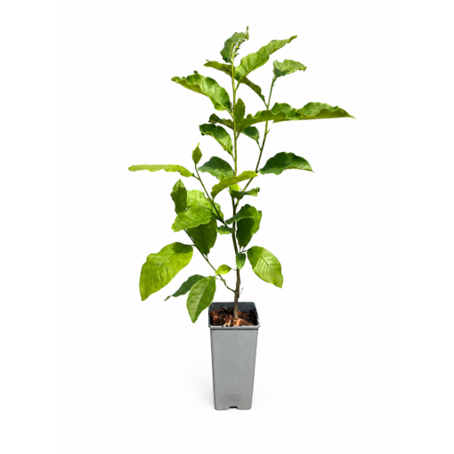 Magnolia ‘Ricki’ C2
