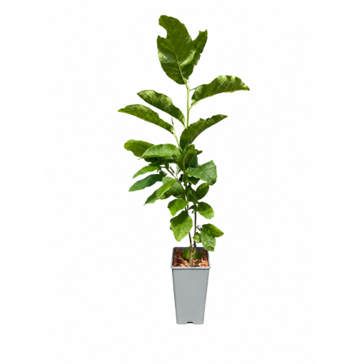 Magnolia ‘Ricki’ C2