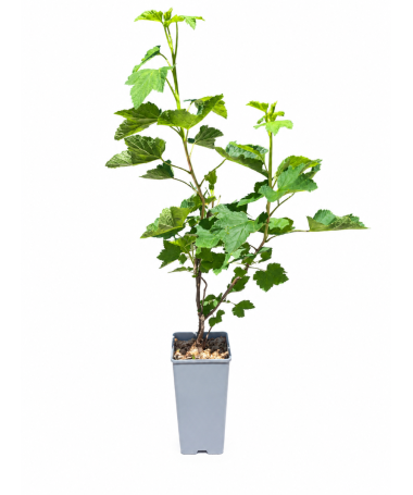 Red Currant 'Jonkheer van Tets' C2