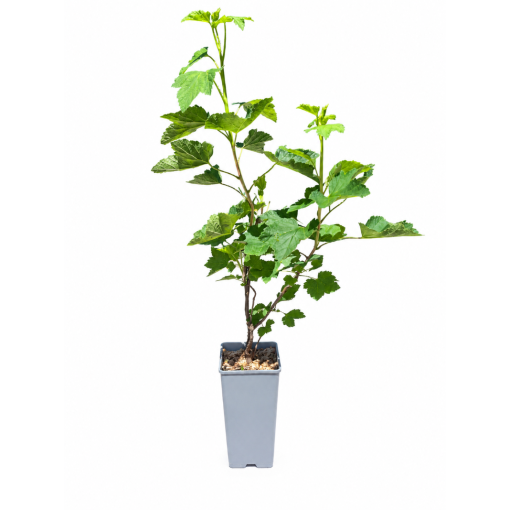 Red Currant 'Jonkheer van Tets' C2