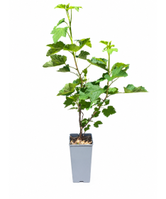 Red Currant 'Jonkheer van Tets' C2