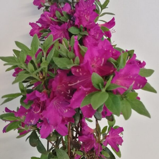 Rhododendron (Azalea) 'Koningstein' pot, 2L