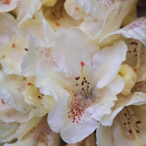 Rhododendron (Azalea) 'Cream Crest' C4