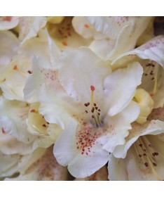 Rhododendron (Azalea) 'Cream Crest' C4