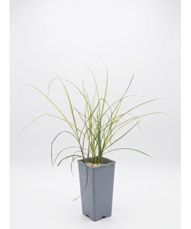 Chinese Miscanthus ‘Kleine Silberspinne’ C2