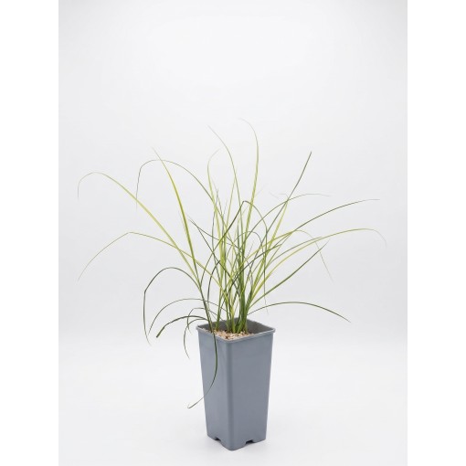 Chinese Miscanthus ‘Kleine Silberspinne’ C2