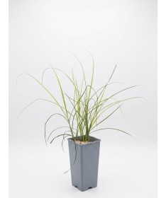 Chinese Miscanthus ‘Kleine Silberspinne’ C2