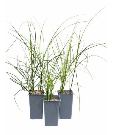 Chinese Miscanthus ‘Kleine Silberspinne’ C2