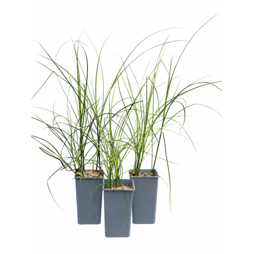 Chinese Miscanthus ‘Kleine Silberspinne’ C2