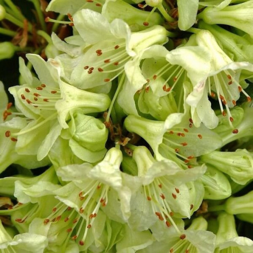 Rhododendron (Azalea) Shamrock pot, 2L