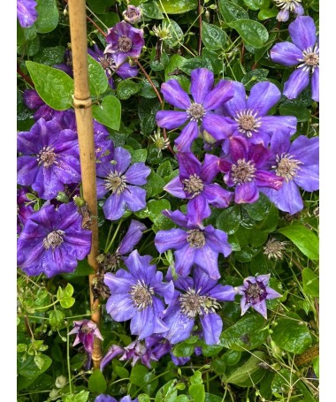Clematis (large‑flowered) Ashva C4