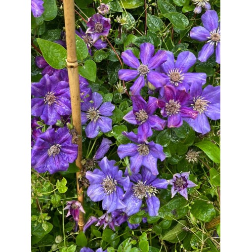 Clematis (large‑flowered) Ashva C4